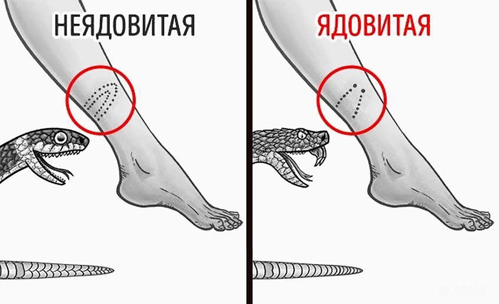 Укусы ядовитых и неядовитых змей. Укус ядовитойй и не ядовитой змеи. След от укуса ядовитой и неядовитой змеи. Разница укуса ядовитой змеи и неядовитые.