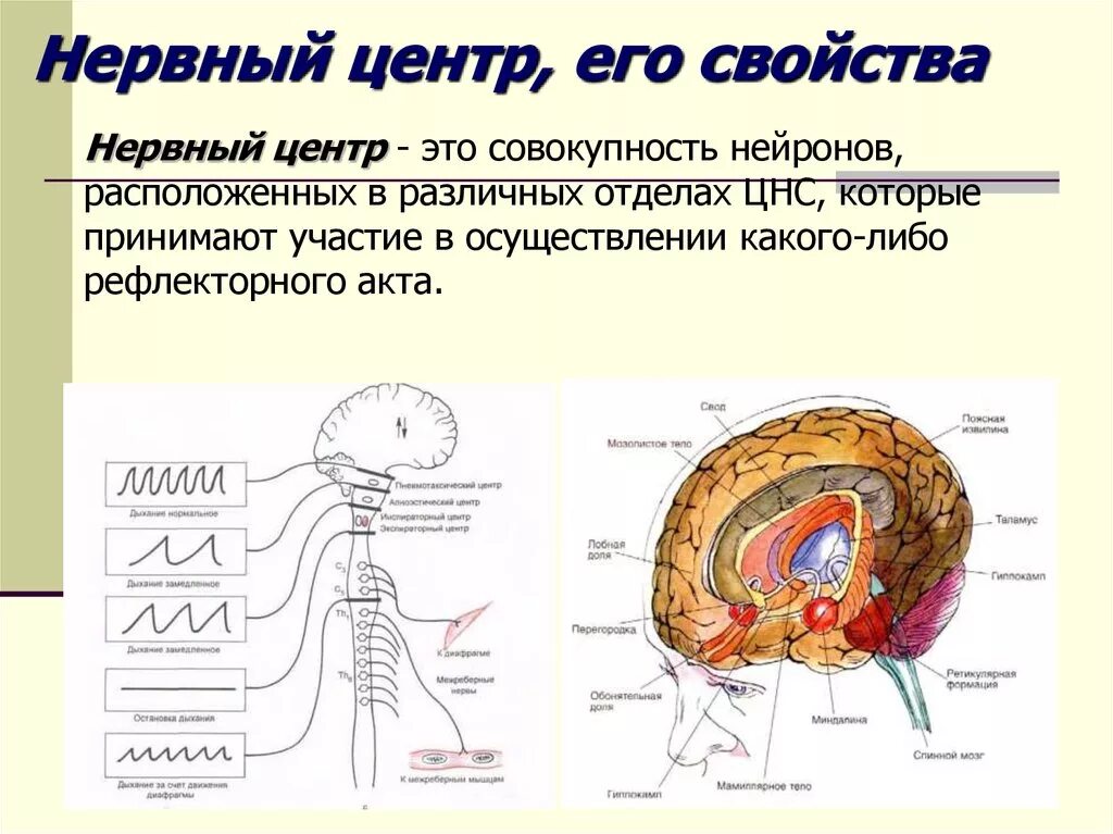Общее свойство нервной и мышечной. Составной частью нервного центра являются. Нервный центр. Функциональная система. Нервный центр. Нервный центр это физиология.