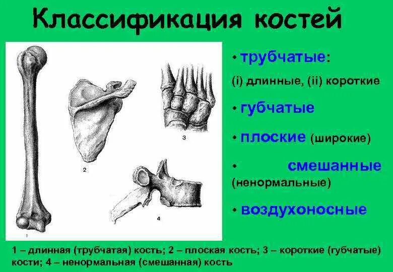 Примеры длинных трубчатых