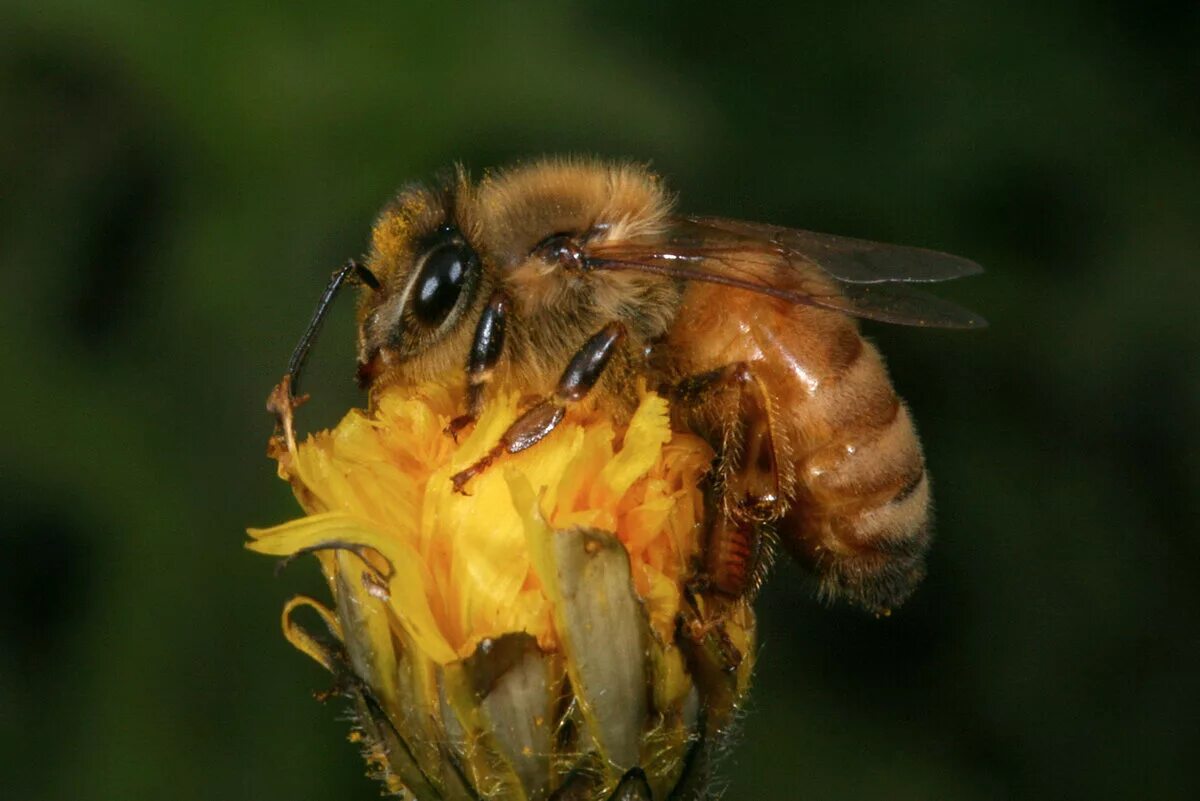 Пчела APIS mellifera. Европейская медоносная пчела. Медоносная пчела. Пчеловодство. APIS mellifera mellifera.