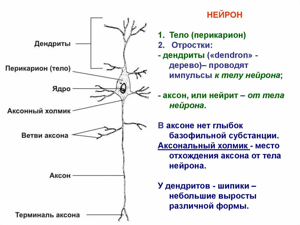 Короткие аксоны сильно ветвятся. Строение нейрона перикарион. Строение нейрона тело Аксон дендрит. Нервная клетка дендриты и аксоны. Строение нейрона аксональный холмик.