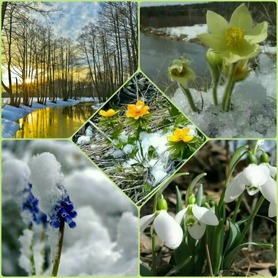 Весеннее Пробуждение природы. Весенние цветы в апреле. Первые весенние цветы.
