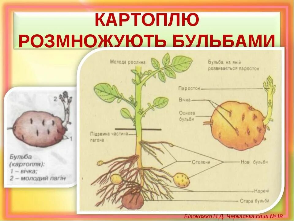 Строение стебля картофеля. Стебель клубня картофеля. схема клубня картофеля. анатомия растений строение клубня картофеля. картошка строение плода.
