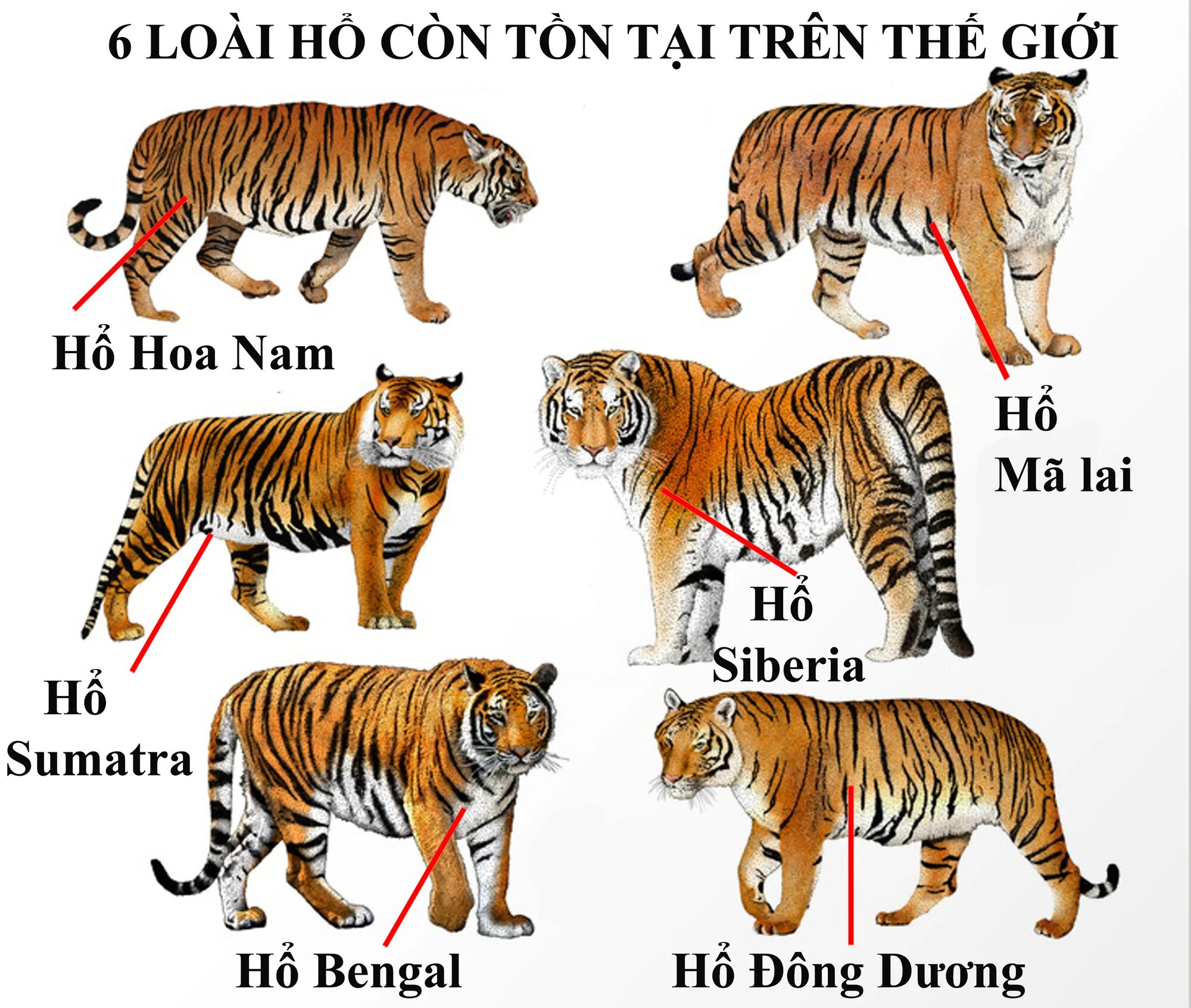 Какой тигр сильнее. Амурский и бенгальский тигр. Суматранский тигр и Амурский тигр отличия. Амурский тигр и бенгальский тигр. Бенгальский тигр и Амурский тигр разница.