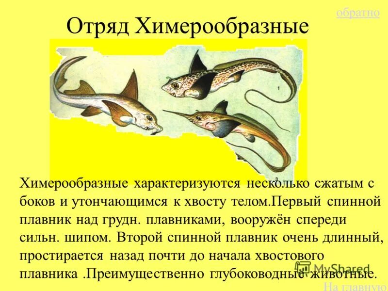 Строение рыбы карась. Рыбы вариант 1. Карточка внутреннее строение рыбы. Рыбы вариант 1. Латимерия эволюция.