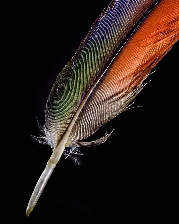 Перья птиц. Красивое перо. Красивые птичьи перья. С перьями. Необычные перья птиц