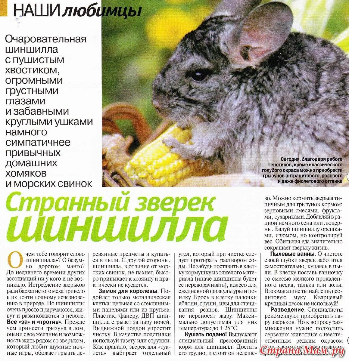 Чем можно кормить шиншиллу. Рацион шиншиллы. рацион питания шиншиллы. еда для шиншилл домашних. какие зерна можно давать шиншилле.