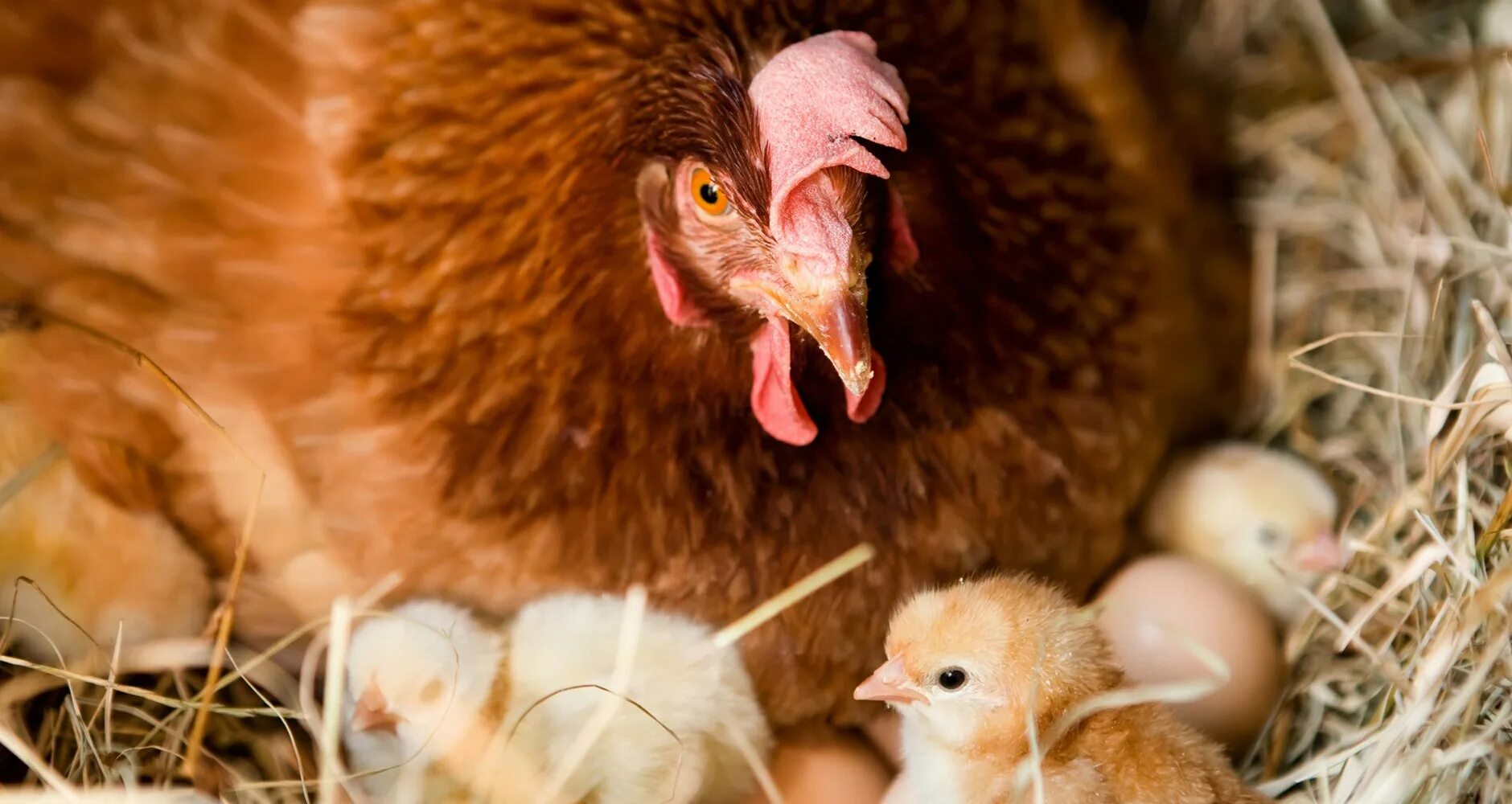 Курочка высиживает яйца. Курица наседка Квочка. Курица с цыплятами. Курица с яйцами. Цыплята под курицей