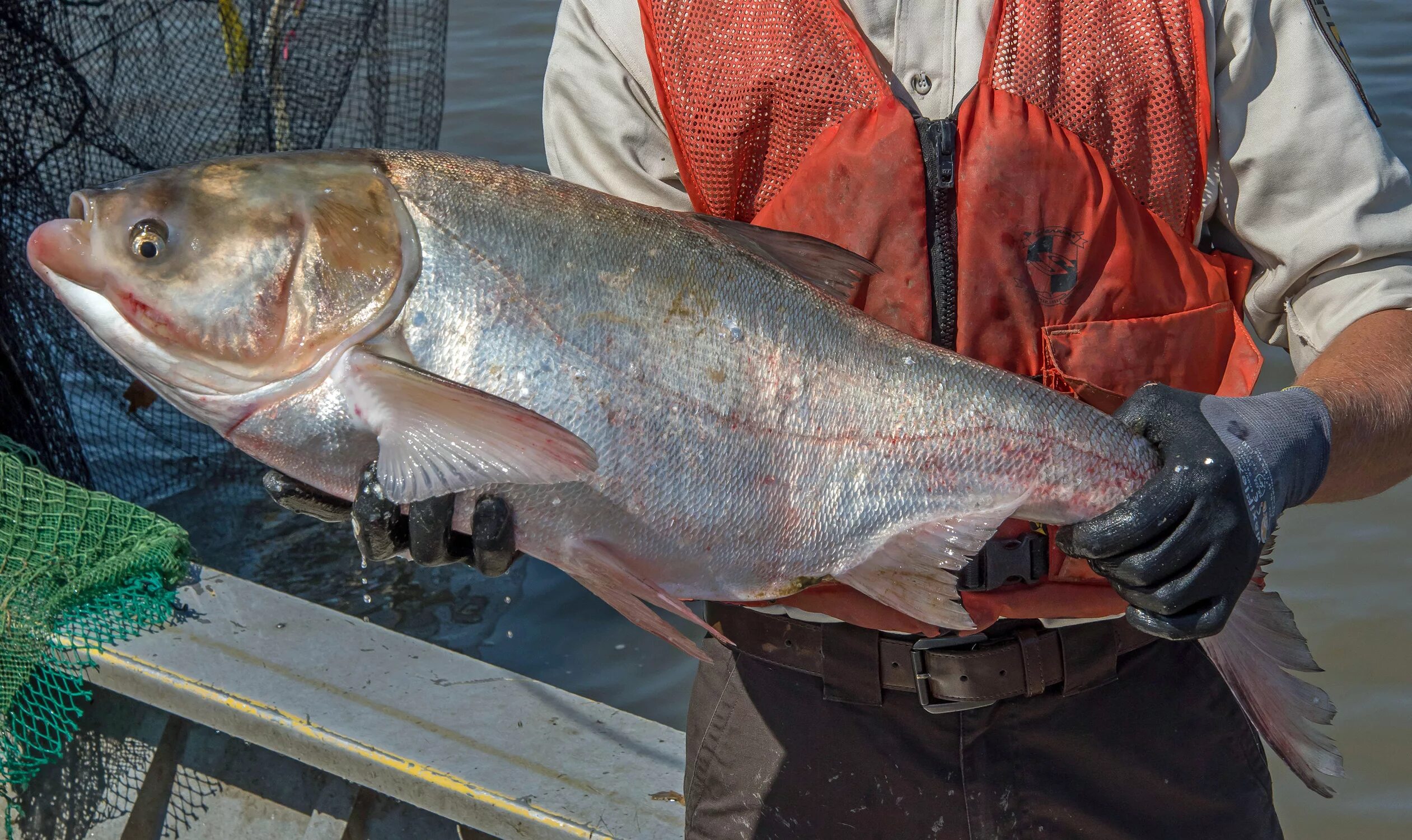 Толстолобик Hypophthalmichthys. Белый толстолобик. Толстолобик Харманда. Silver Carp ("серебряный Карп").. Купить толстолобика живого