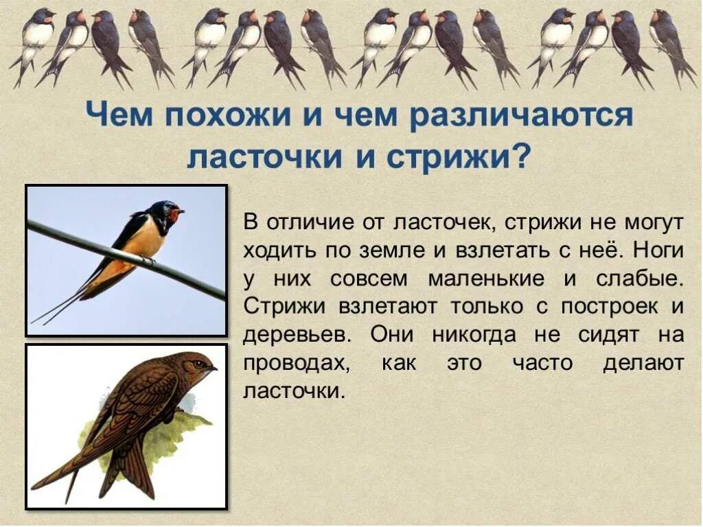 Чем отличается ласточка. Различия стрижа и ласточки 2 класс окружающий. Перелетные птицы Стрижи и ласточки. Сравнение ласточек и Стрижей окружающий мир. Чем отличаются ласточки от Стрижей 2 класс окружающий мир.