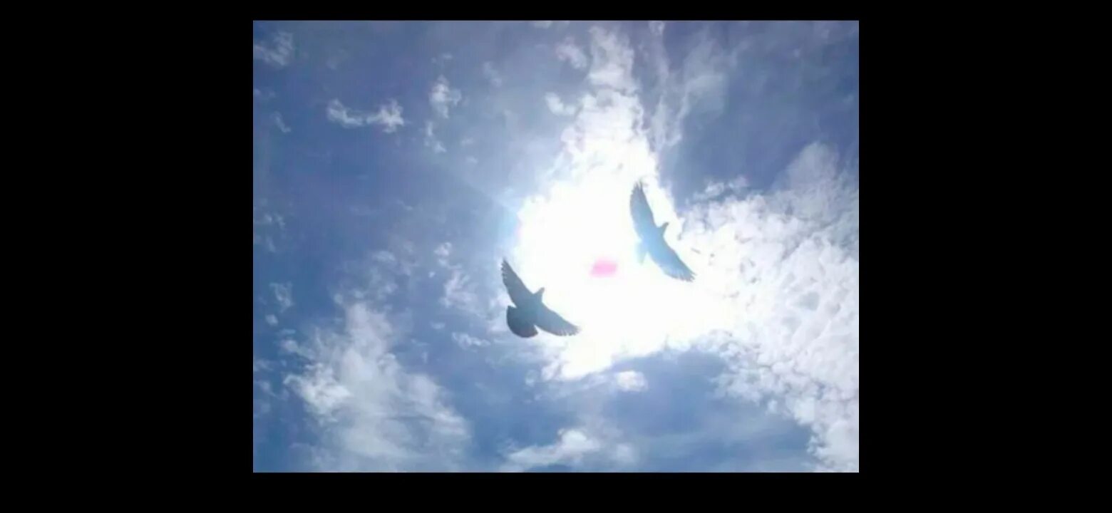 Птицы белые минус. Птицы белые непоседы. Белые птицы в израиле. Птицы белые минус. Песня птицы белые непоседы.