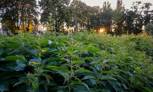 К чему снится крапива. Сон крапива. Крапива на помойке фото. Рвать крапиву во сне.