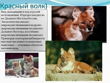 Описание красного волка из красной книги