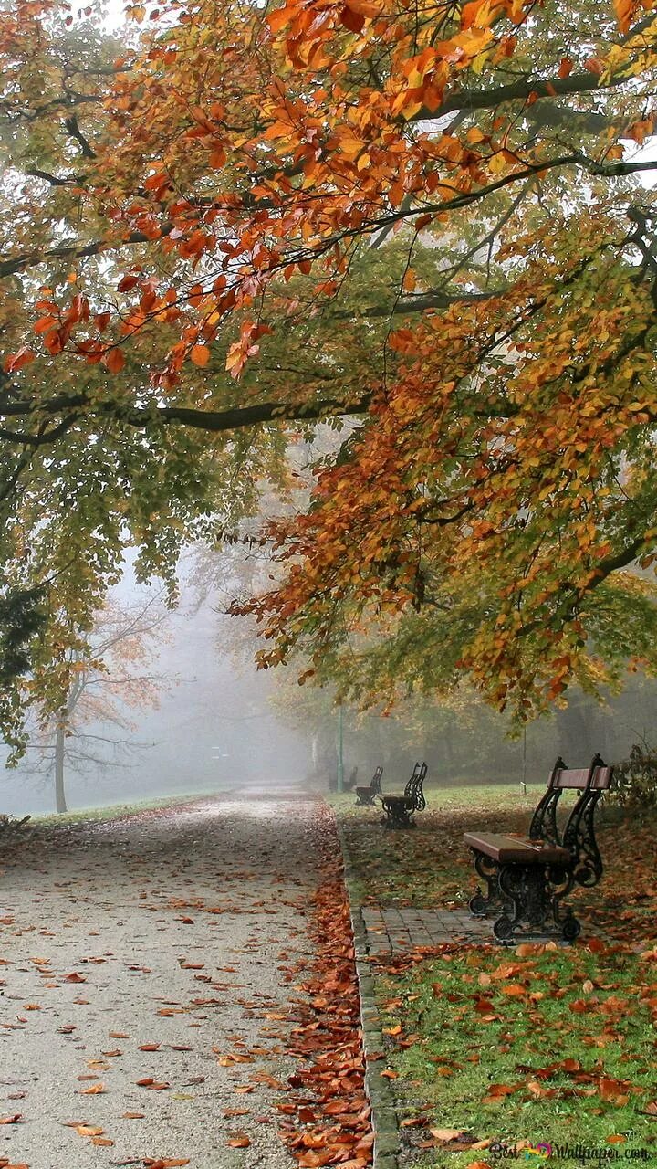 Кончается осень фото. Вот и осень. Осенние заморозки. Вот и закончилась осень. Путешествие осеннего листочка.