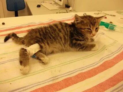 Кот писать кровью причина
