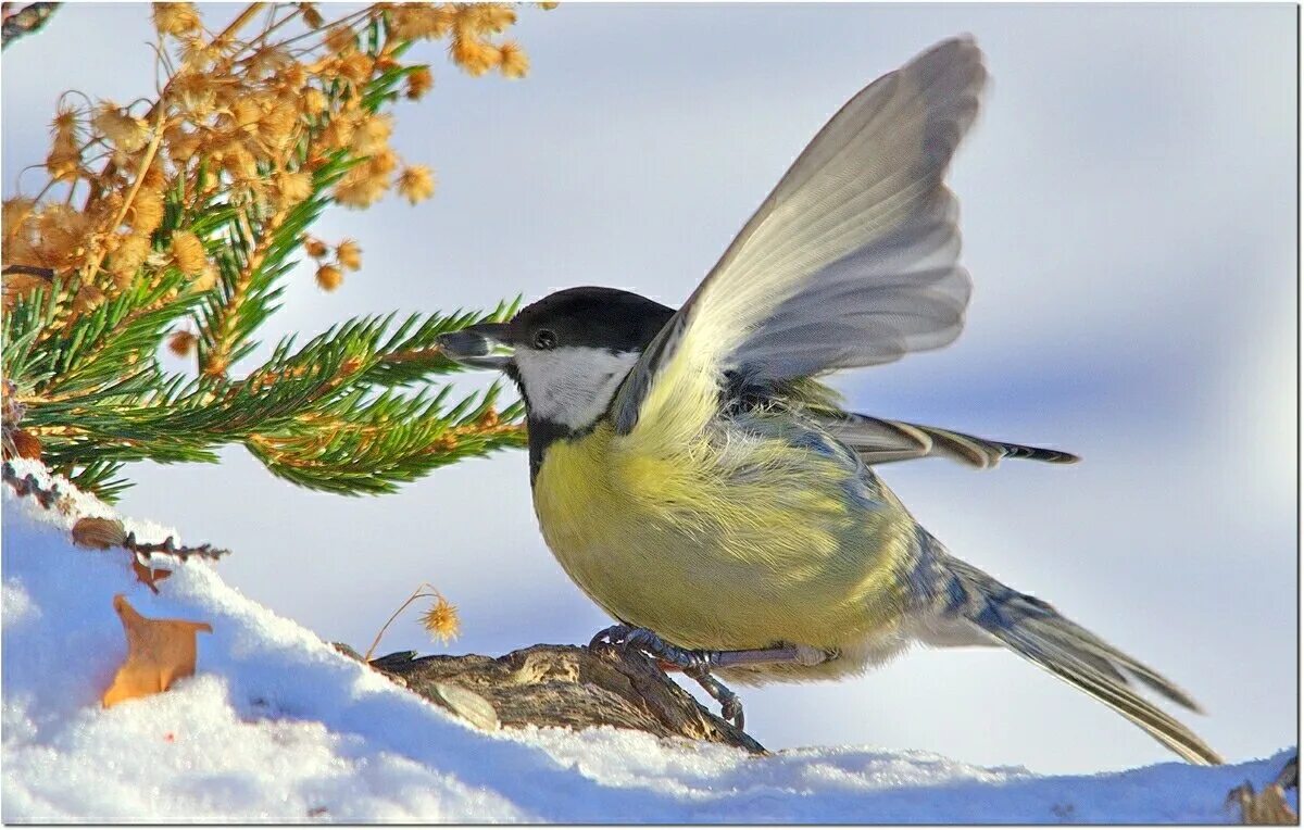 синичка прыгает. синичка в полете. синичка прыгает. синица зимой. синичка в полёте.