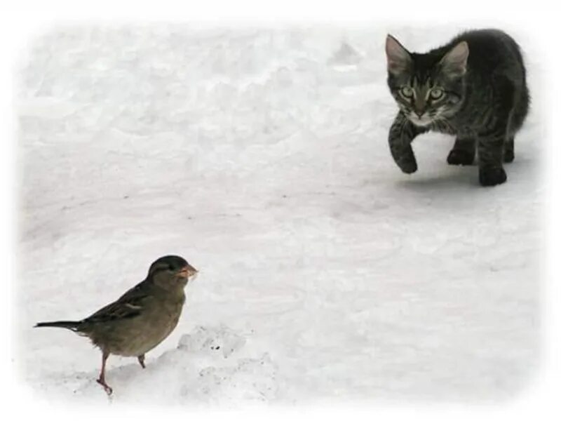 Кошка охотится на птиц. Кот и Воробей. Кот охотится за Воробьем. Кот охотится на воробья.