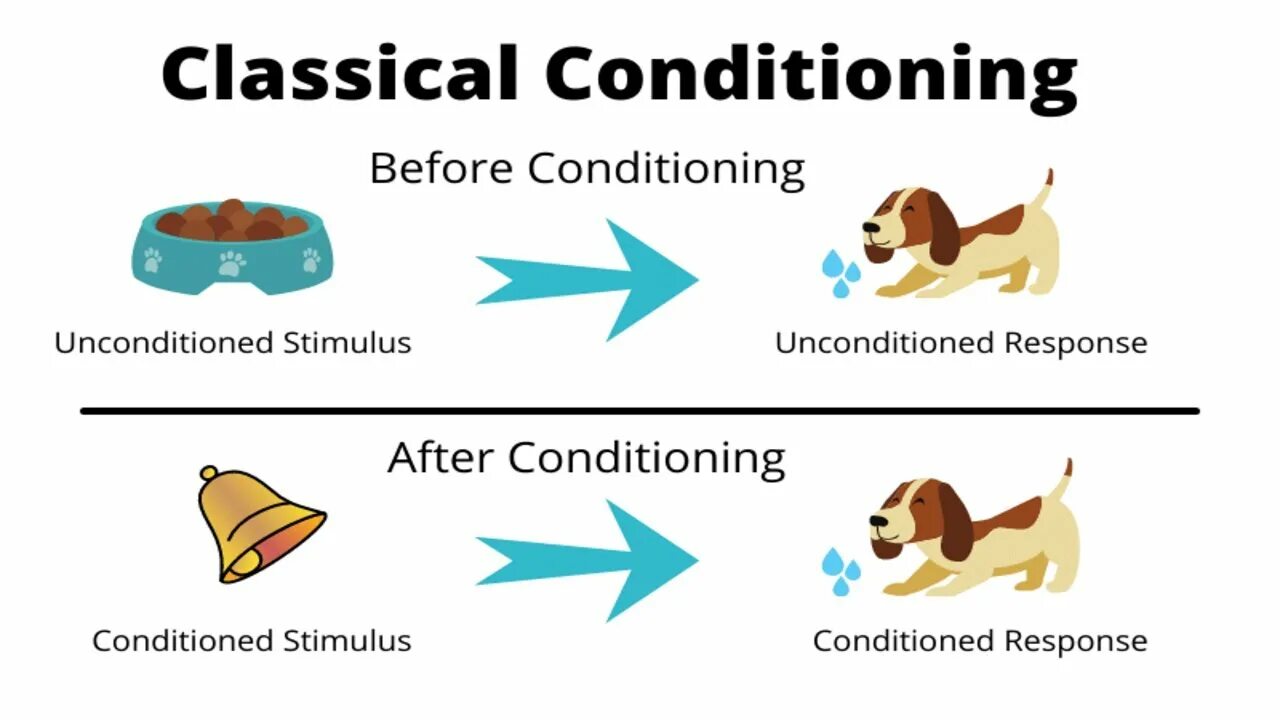 Classical conditioning. Pavlovian conditioning. Operant conditioning. Classical and operant conditioning. Conditioning process