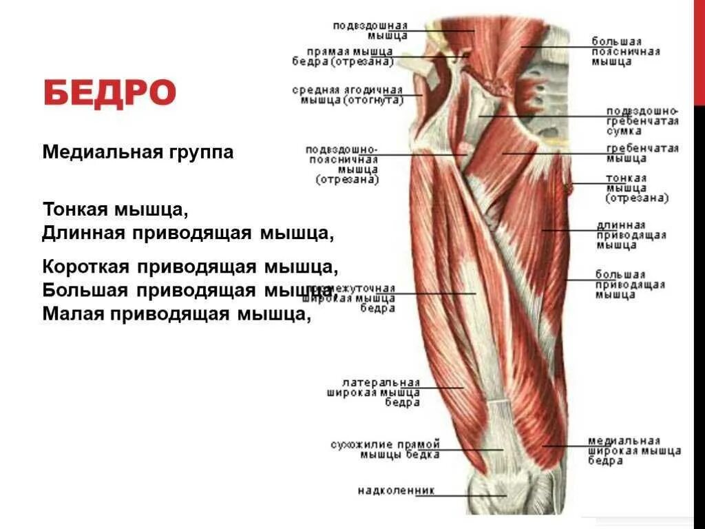 Мышцы приводящие в движение бедра. Мышцы приводящие в движение бедра