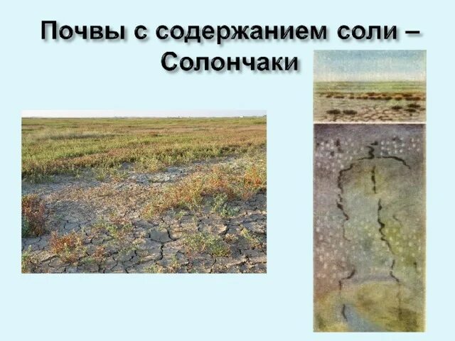 Разнообразие почв 4. Почвенные солончаки. Солончаки почвы характеристика. Солончаки почвы на карте. Типы почв солончаки.