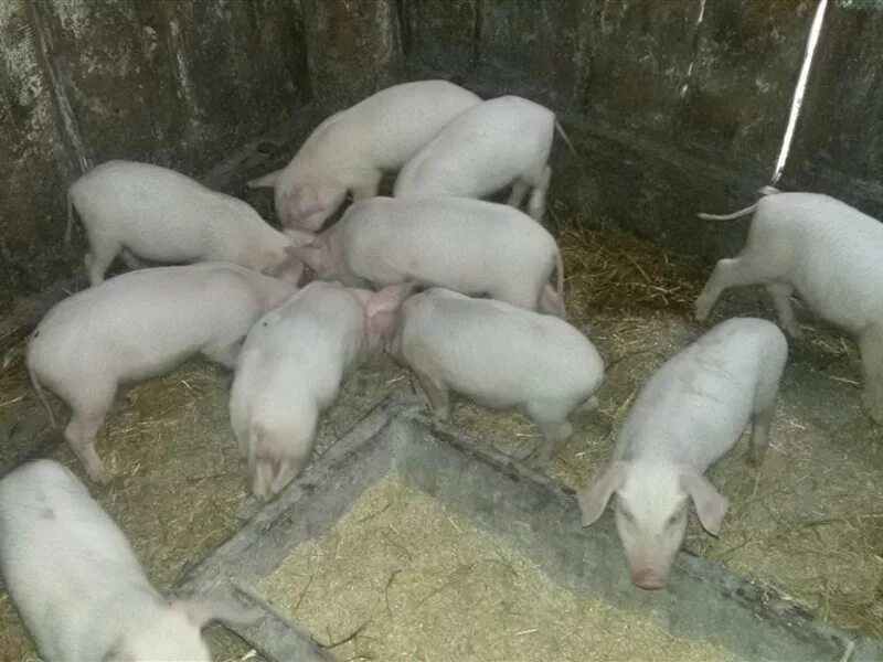 Вьетнамские поросята фото 1 месяц. Домашние поросята на продажу. Поросята тальменка. Поросята тальменка. Ландрас порода на свинокомплексе.