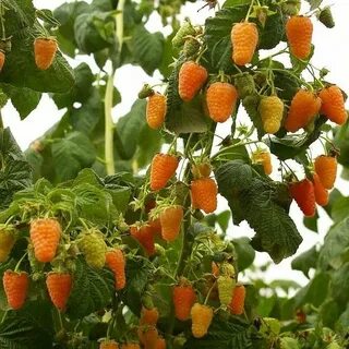 Оранжевая малина