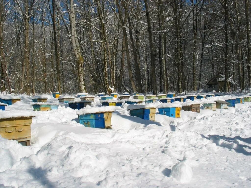 Пасека зимой на улице. Зимовка пчел. Зимовка пчел. Пасека зимой. Ульи под снегом.