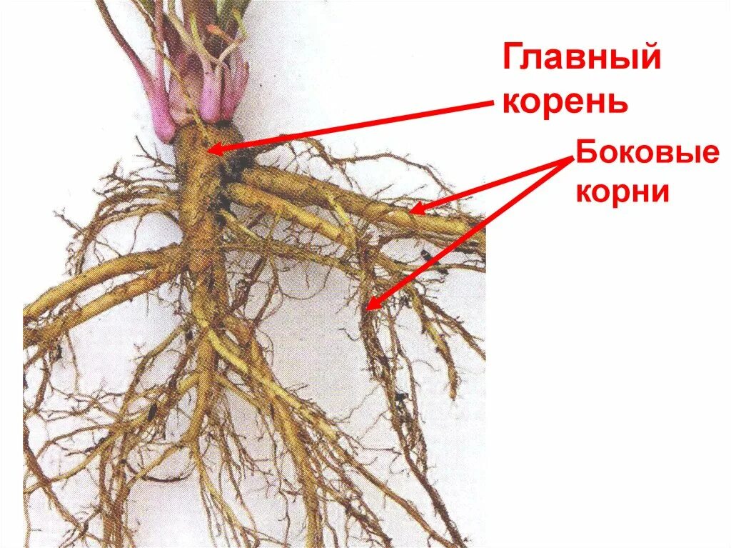 Корень. Главный и боковые корни. Корни цветов. Корни сбоку.