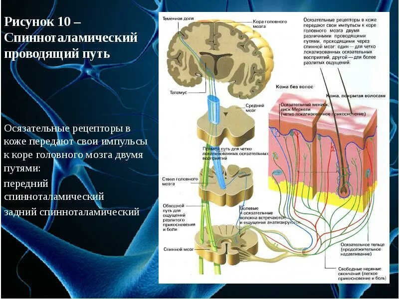 Путь рецептора. Физиология спинного мозга. путь кожного анализатора. рецепторы спинного мозга. осязательные рецепторы.
