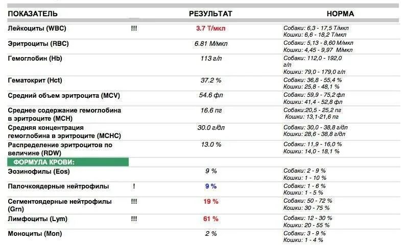 Норма лейкоцитов в мкл в крови. Лейкоциты снижены лимфоциты повышены. Общий анализ крови снижены лейкоциты. Мкл и кровь лейкоциты. Как повысить лейкоциты в крови у мужчин