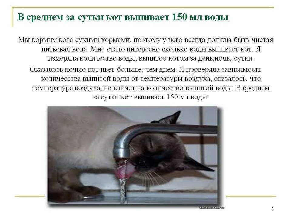 Сколько коты должны пить воды