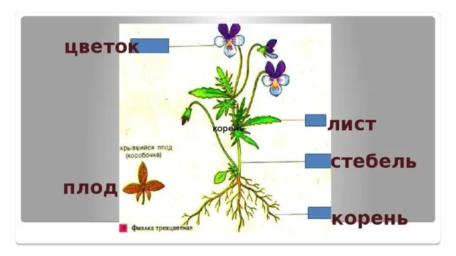 Строение растения для детей. Цветок со стеблем и корнем. Корень стебель лист цветок плод. Строение растений для дошкольников. Цветок плод семя органы служащие для