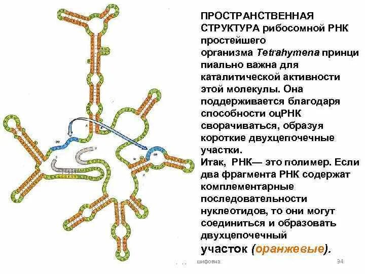 Вторичная структура рибосомальной РНК. Пространственная структура РРНК. Структура рибосомальной РНК. Структура р РНК.