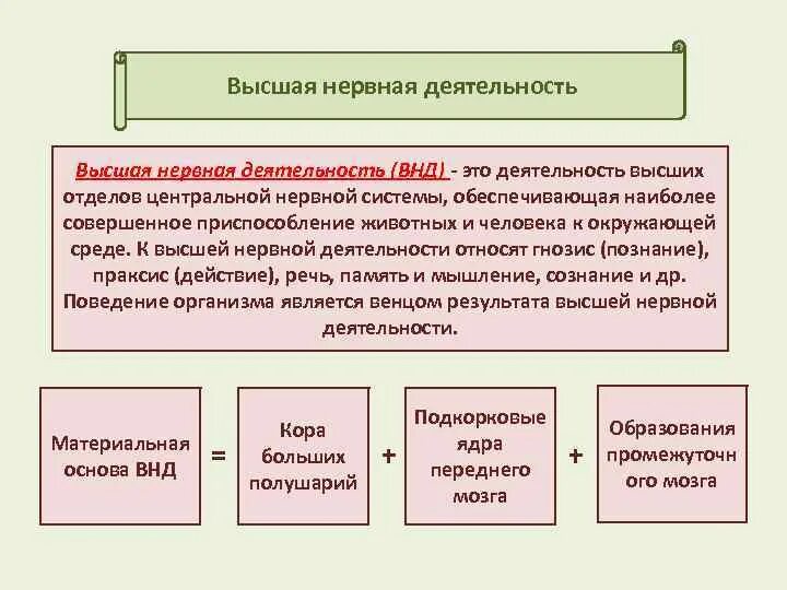 Высшая нервная деятельность. Основы высшей нервной деятельности. Процессы высшей нервной деятельности человека. Основа ВНД.