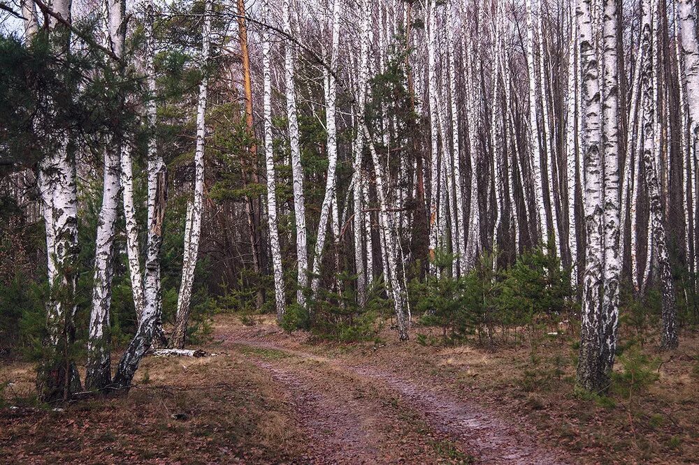 Сосняки и березняки. Березняк какой. Березняк какой. Березняк, березовая роща. Сосновый лес дубрава березняк.