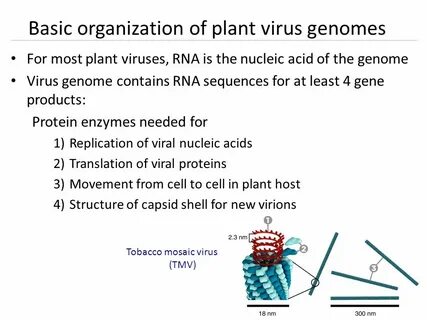 Plant viruses