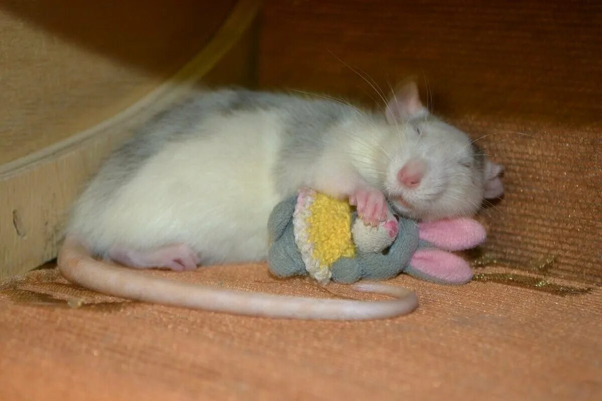 Почему крысы спят. Спящие крысы. Сонная крыса.