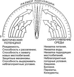 Биотический потенциал