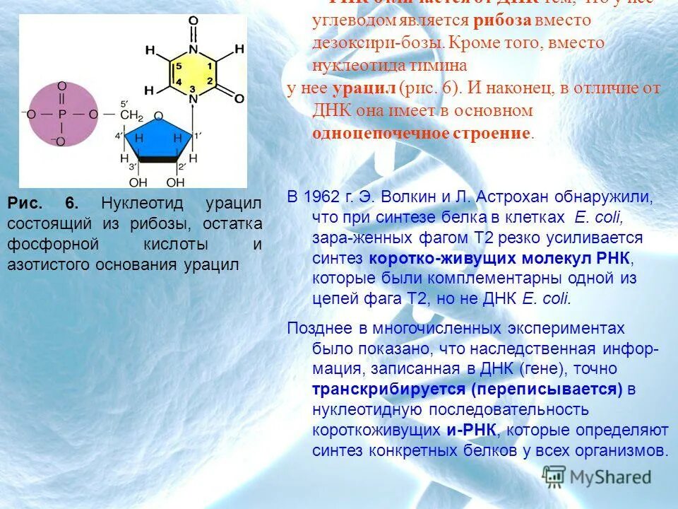Нуклеотид молекулы днк схема. Днк состоит из остатка фосфорной кислоты. Строение мономера рнк. Днк состоит из остатка фосфорной кислоты. Днк состоит из остатка фосфорной кислоты.