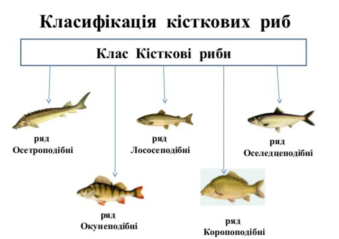 Ошибки риб. Представники риби. многообразие костных рыб. кісткові риби представники. сравнение хрящевых и костных рыб.