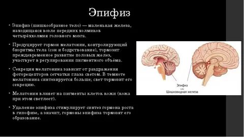 Эпифиз является железой внутренней секреции