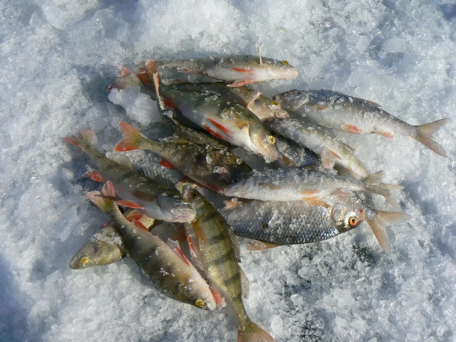 Улов зимой. Зимняя Байкальская рыбалка. Зимняя рыбалка улов. Рыбалка на Байкале зимой. Подледная рыбалка на Байкале.