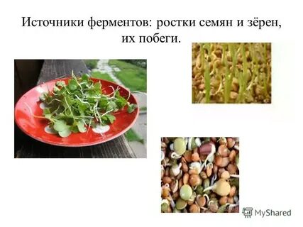 Фермент хрена