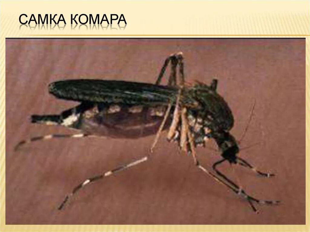 комар долгоножка самка. Culex pipiens личинка. малярийный комар самка и самец. самец комара пискуна. комар самец и самка.