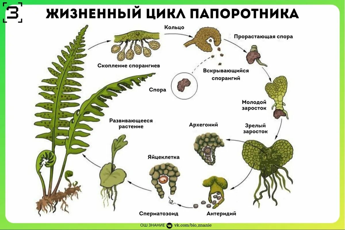 Размножение спорами наличие листьев и стебля. Цикл размножения папоротников. Жизненный цикл папоротника щитовника. Жизненный цикл папоротника орляка схема. Цикл развития папоротника щитовника мужского.