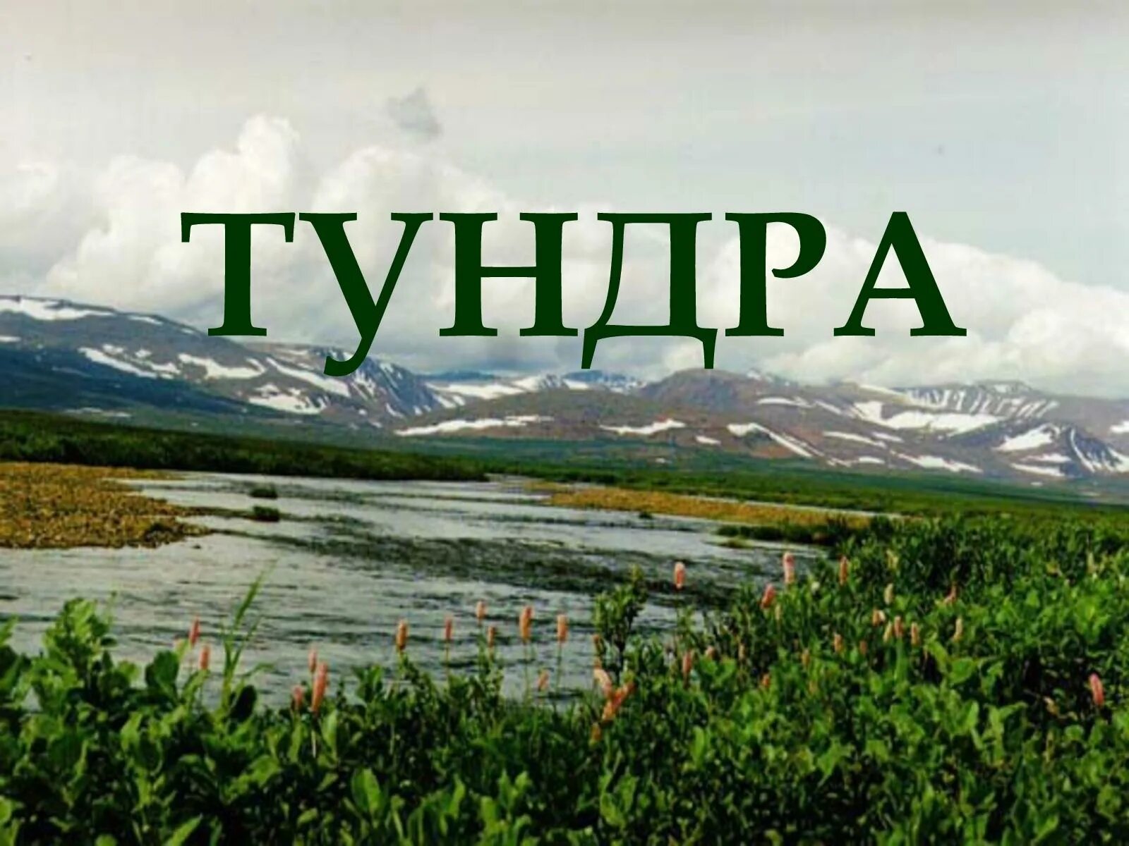 Параграф тундра. Тундра. Тундра природная зона. Тундра окружающий мир. Тундра 4 класс.