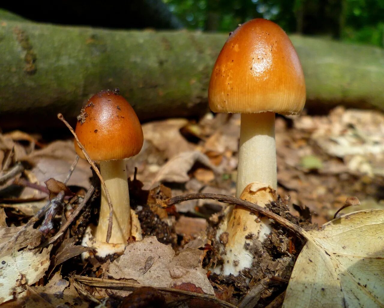Amanita fulva гриб. Поплавок шафрановый гриб съедобный. Поплавок желтеющий amanita flavescens. Гриб поплавок. Amanita fulva гриб.
