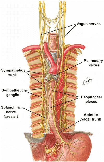 Блуждающий нерв Vagus. Диафрагмальный нерв анатомия топография. Блуждающий нерв анатомия топография. Топография блуждающего нерва в грудном отделе.