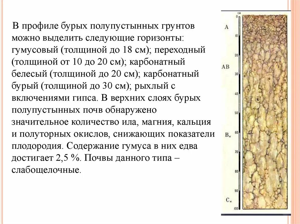 Гумусовый Горизонт бурых почв. Почвенный профиль бурые почвы полупустынь. Бурые полупустынные почвы горизонты. Структура бурой Лесной почвы. Особенности почв полупустынь