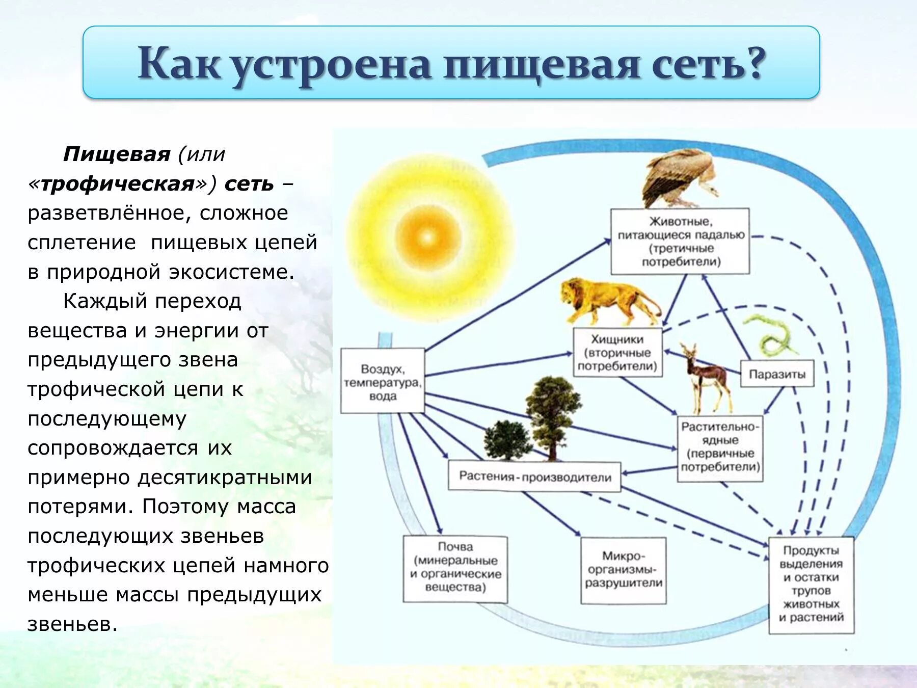 Пищевая сеть это в биологии. Пищевая цепь круговорот веществ в природе. Пищевая сеть 5 класс биология. Цепи питания природной экосистемы.